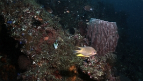 Bali 2016 - Liberty - Corail - IMG_5790_rc